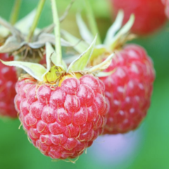 Maliník jednouplodící 'Willamette' - Rubus idaeus 'Willamette'