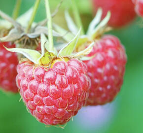 Maliník jednouplodící 'Willamette'