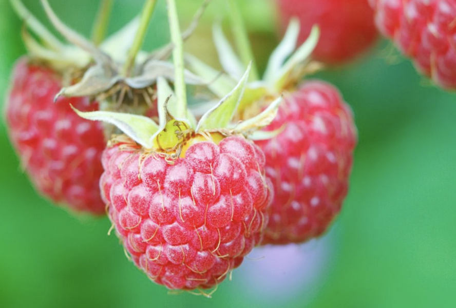 Maliník jednouplodící 'Willamette' - Rubus idaeus 'Willamette'