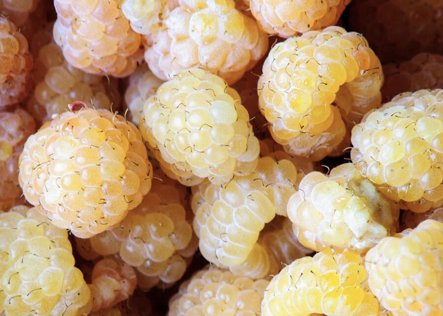 Maliník 'Little Orangelina' - Rubus idaeus 'Little Orangelina'