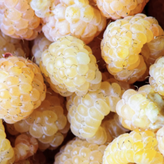 Maliník 'Little Orangelina' - Rubus idaeus 'Little Orangelina'