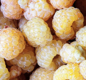 Maliník balkonový 'Little Orangelina'