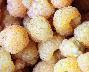 Maliník balkonový 'Little Orangelina'