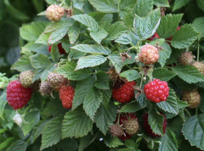 Maliník 'Baby Dwarf' - Rubus idaeus 'Baby Dwarf'