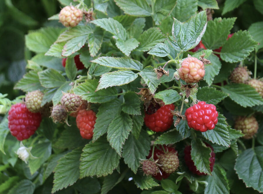Maliník 'Baby Dwarf' - Rubus idaeus 'Baby Dwarf'
