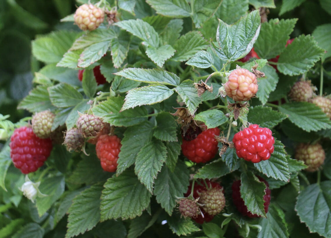 Maliník remontantní, balkonový 'Baby Dwarf' - Rubus idaeus 'Baby Dwarf'