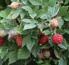 Maliník remontantní, balkonový 'Baby Dwarf'