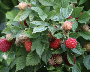 Maliník remontantní, balkonový 'Baby Dwarf'