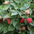 Rubus idaeus 'Baby Dwarf'.png