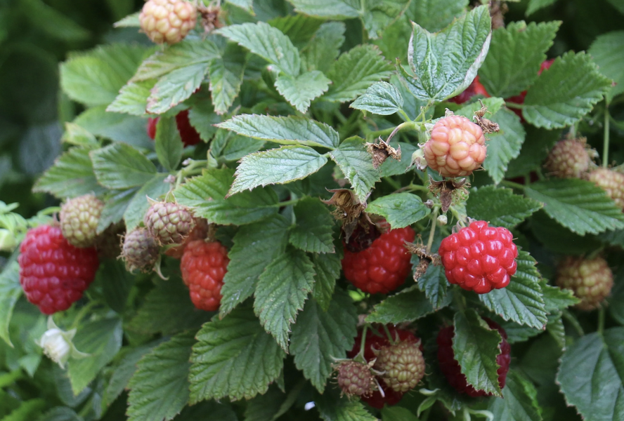 Maliník remontantní, balkonový 'Baby Dwarf' - Rubus idaeus 'Baby Dwarf'