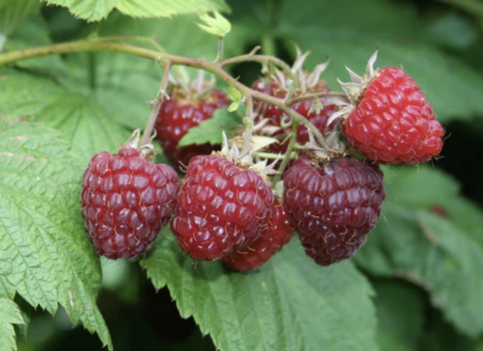 Maliník jednouplodící 'Sanibelle' - Rubus idaeus 'Sanibelle'