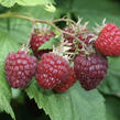 Maliník jednouplodící 'Sanibelle' - Rubus idaeus 'Sanibelle'