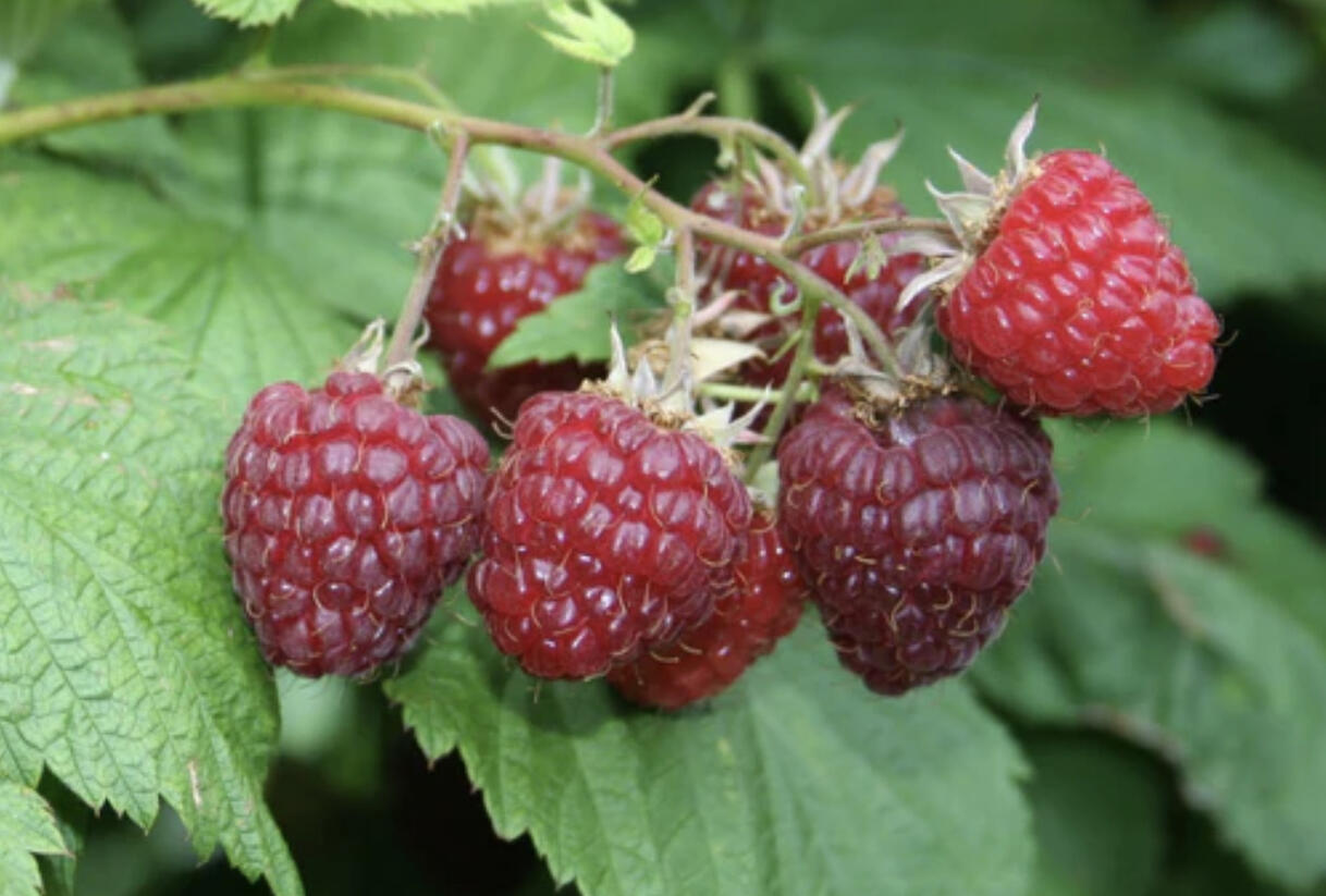 Maliník jednouplodící 'Sanibelle' - Rubus idaeus 'Sanibelle'