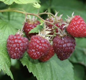 Maliník jednouplodící 'Sanibelle'