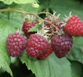 Maliník jednouplodící 'Sanibelle' - Rubus idaeus 'Sanibelle'