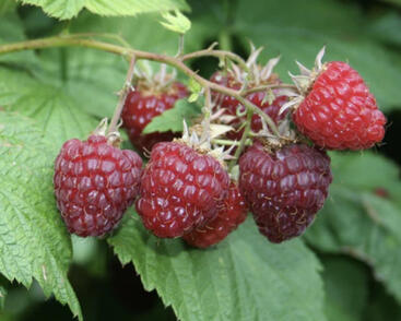 Maliník jednouplodící 'Sanibelle'