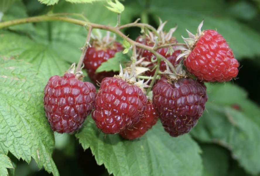 Maliník jednouplodící 'Sanibelle' - Rubus idaeus 'Sanibelle'