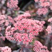 Rozchodník nachový 'Picoletee' - Sedum telephium 'Picolette'
