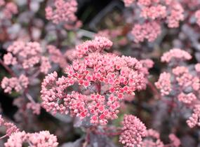 Rozchodník nachový 'Picoletee' - Sedum telephium 'Picolette'