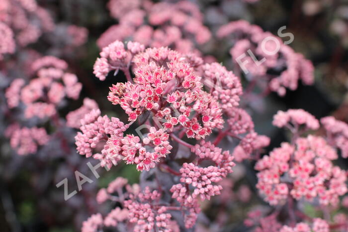 Rozchodník nachový 'Picoletee' - Sedum telephium 'Picolette'