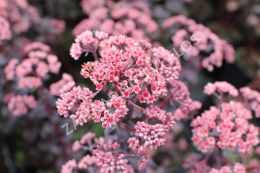 Rozchodník nachový 'Picoletee' - Sedum telephium 'Picolette'