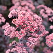 Rozchodník nachový 'Picoletee' - Sedum telephium 'Picolette'