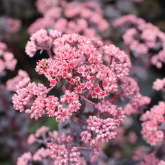 Rozchodník nachový 'Picoletee' - Sedum telephium 'Picolette'