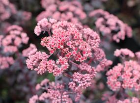 Rozchodník nachový 'Picoletee' - Sedum telephium 'Picolette'