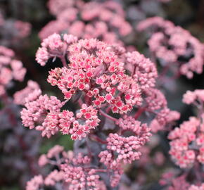 Rozchodník nachový 'Picoletee' - Sedum telephium 'Picolette'