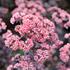 Sedum telephium 'Picolette'.JPG