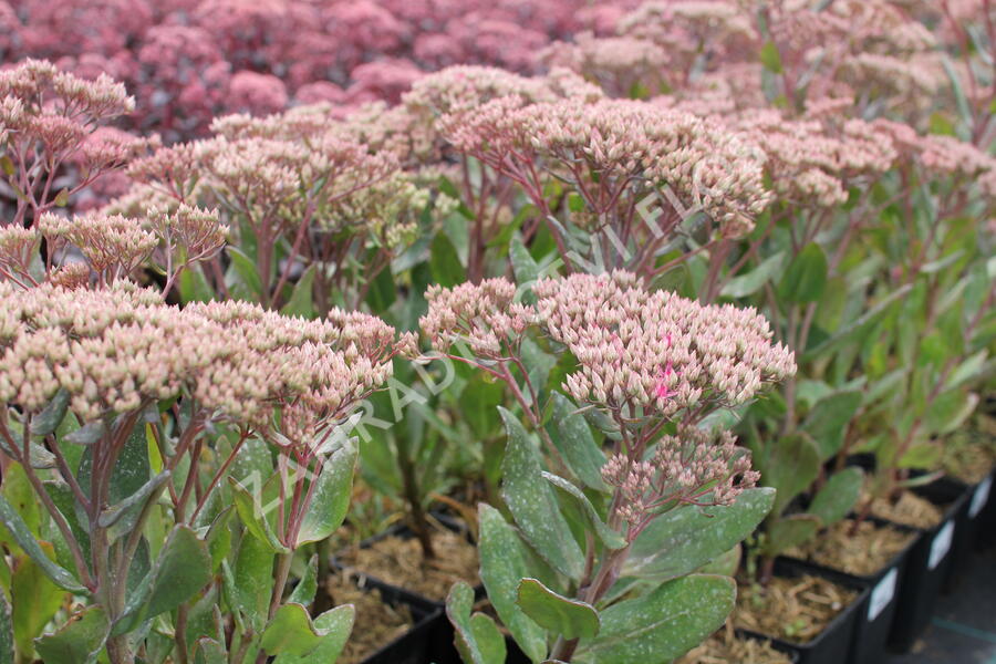 Rozchodník nachový 'Mr. Goodbud' - Sedum telephium 'Mr. Goodbud'