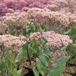 Rozchodník nachový 'Mr. Goodbud' - Sedum telephium 'Mr. Goodbud'
