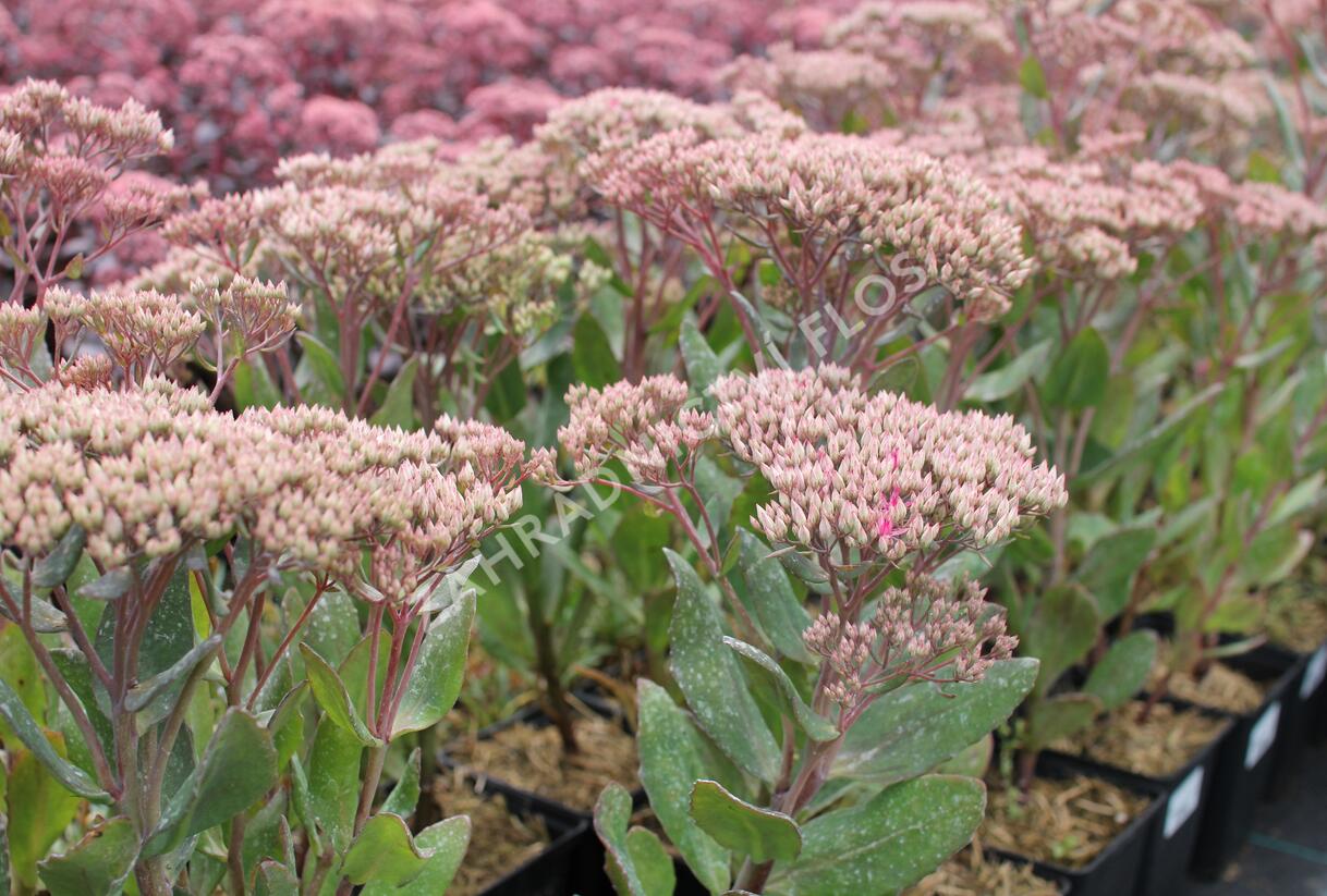 Rozchodník nachový 'Mr. Goodbud' - Sedum telephium 'Mr. Goodbud'