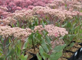 Rozchodník nachový 'Mr. Goodbud' - Sedum telephium 'Mr. Goodbud'