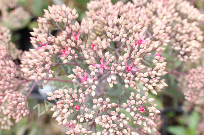 Rozchodník nachový 'Mr. Goodbud' - Sedum telephium 'Mr. Goodbud'
