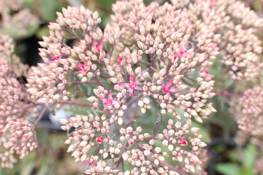 Rozchodník nachový 'Mr. Goodbud' - Sedum telephium 'Mr. Goodbud'