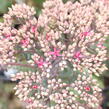 Rozchodník nachový 'Mr. Goodbud' - Sedum telephium 'Mr. Goodbud'