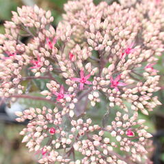 Rozchodník nachový 'Mr. Goodbud' - Sedum telephium 'Mr. Goodbud'