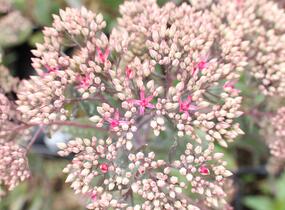 Rozchodník nachový 'Mr. Goodbud' - Sedum telephium 'Mr. Goodbud'