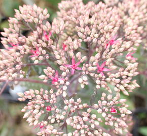 Rozchodník nachový 'Mr. Goodbud' - Sedum telephium 'Mr. Goodbud'