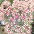 Sedum telephium 'Mr. Goodbud'.JPG