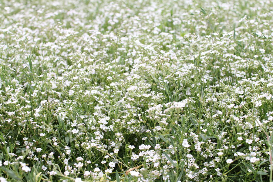 Šater plazivý 'Filou Weiß' - Gypsophila repens 'Filou Weiß'