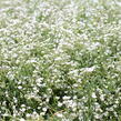 Šater plazivý 'Filou Weiß' - Gypsophila repens 'Filou Weiß'