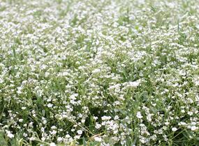 Šater plazivý 'Filou Weiß' - Gypsophila repens 'Filou Weiß'