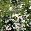 Šater plazivý 'Filou Weiß' - Gypsophila repens 'Filou Weiß'