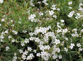 Šater plazivý 'Filou Weiß' - Gypsophila repens 'Filou Weiß'