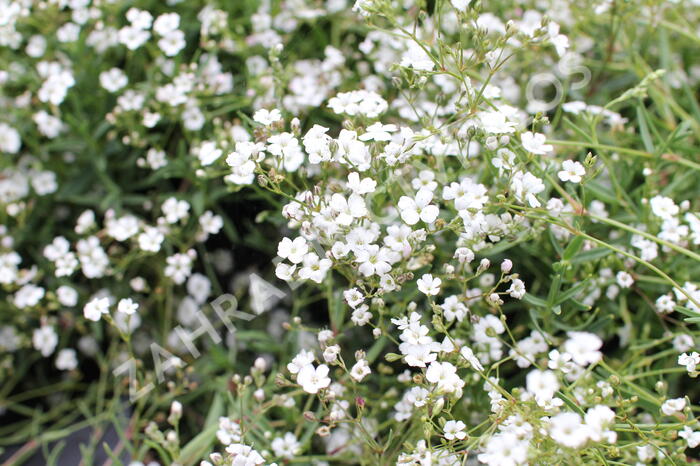 Šater plazivý 'Filou Weiß' - Gypsophila repens 'Filou Weiß'