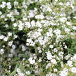 Šater plazivý 'Filou Weiß' - Gypsophila repens 'Filou Weiß'