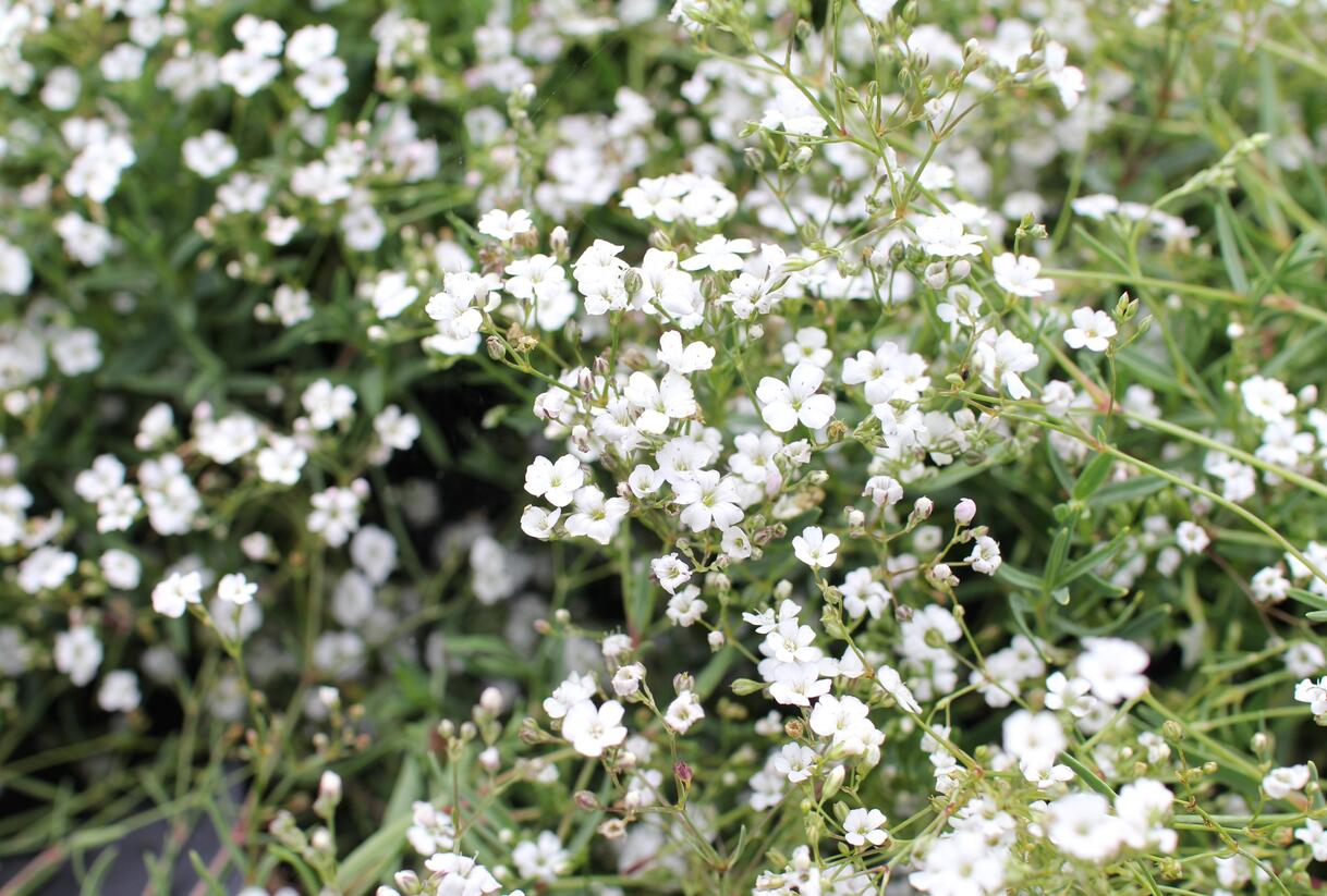 Šater plazivý 'Filou Weiß' - Gypsophila repens 'Filou Weiß'
