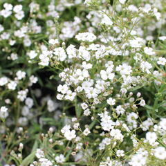 Šater plazivý 'Filou Weiß' - Gypsophila repens 'Filou Weiß'